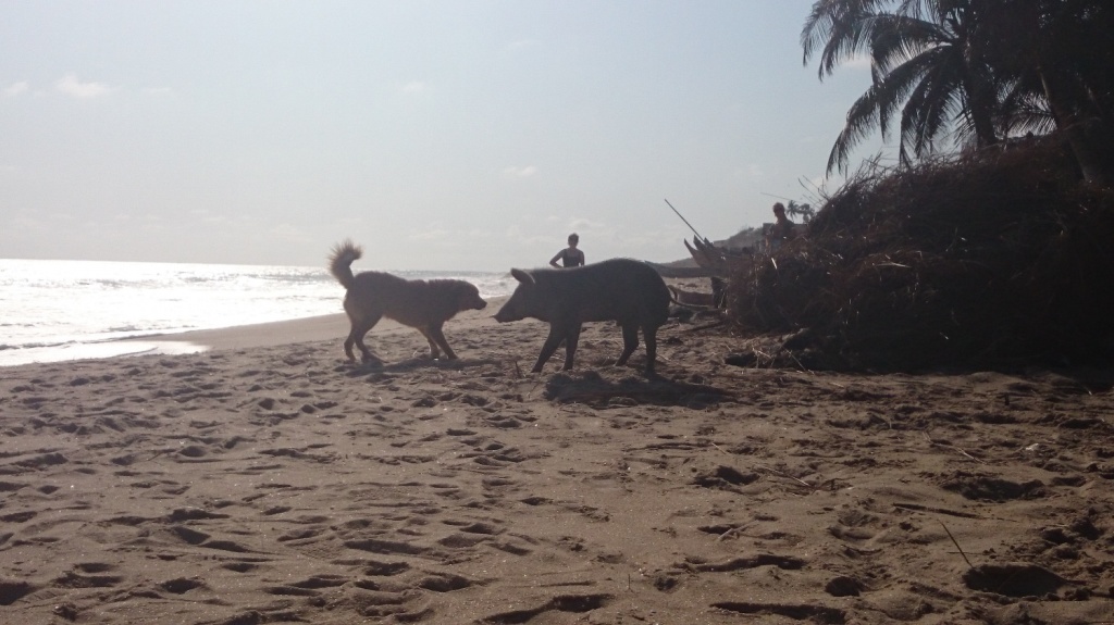 Heilt normalt med griser på stranden:p